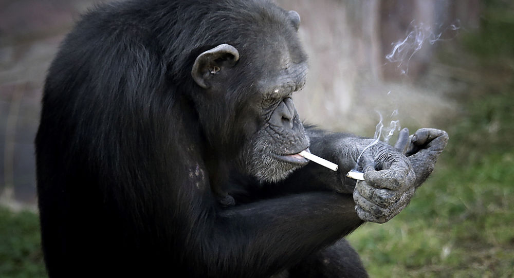 タバコを吸うチンパンジー
