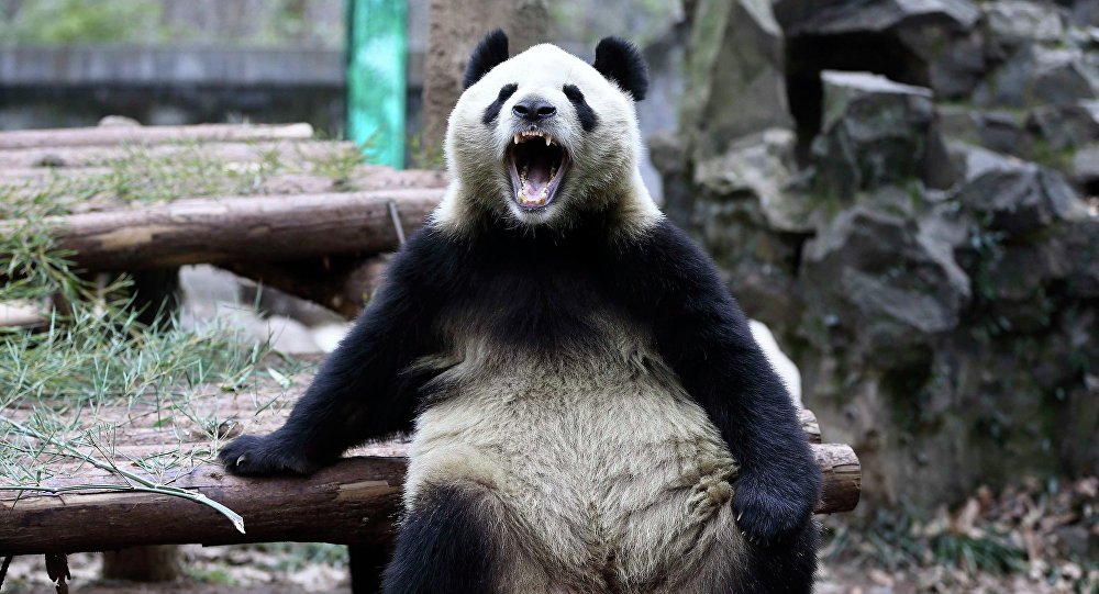中国の野性的なパンダ
